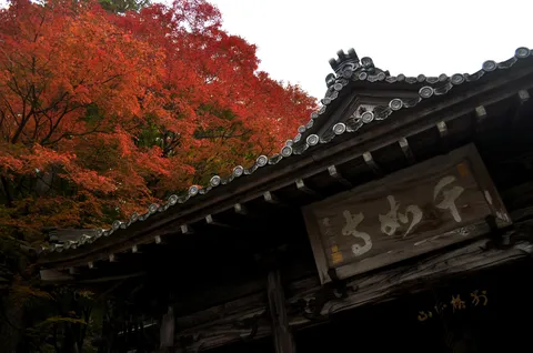 紅葉に染まる古刹の屋根