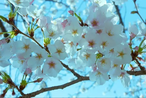 陽光に輝く桜