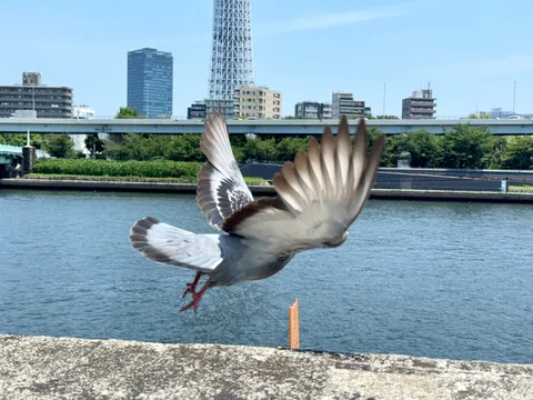 羽ばたく瞬間、都会の空へ