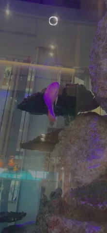紫色の静かな水槽の瞬き