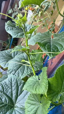 新芽とツル、生命の息吹