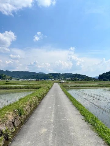 初夏の田園風景、どこまでも続く道