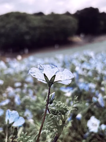 雨粒を宿す、可憐な青い花