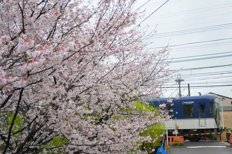 満開の桜と駆け抜ける電車