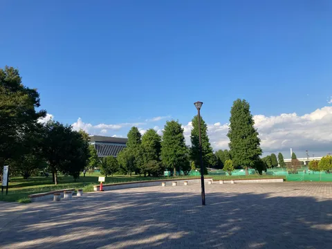 青空と街路樹のコントラスト