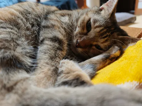 まったり猫時間