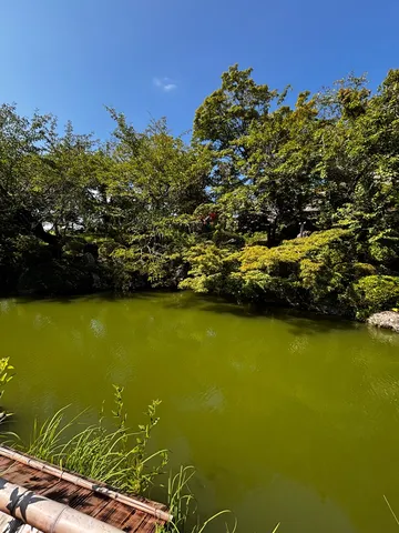 緑の池と木漏れ日のコントラスト