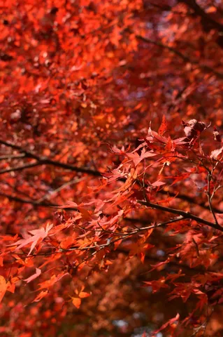 燃えるような紅葉の息吹