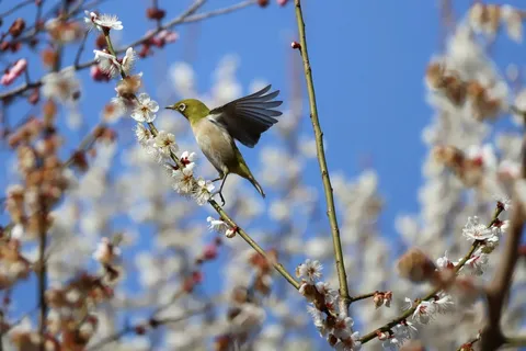 春風に舞う、花の鳥