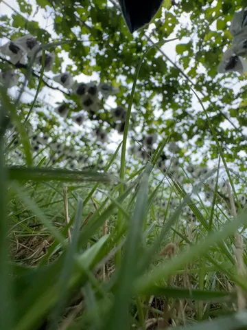 白い袋の空中庭園