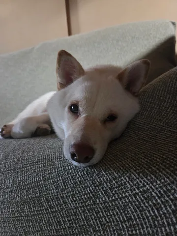 ソファでまったり、癒やしのひととき