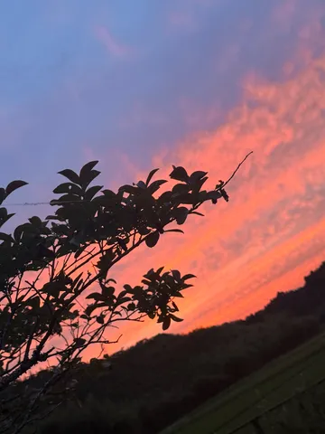 夕暮れの枝と空の色