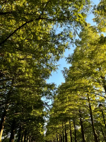 青空と木々の囁き