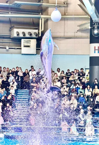 水しぶき弾ける、イルカの跳躍
