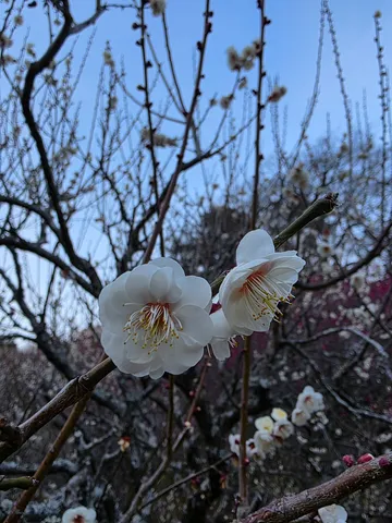 春の訪れ、儚げな白梅