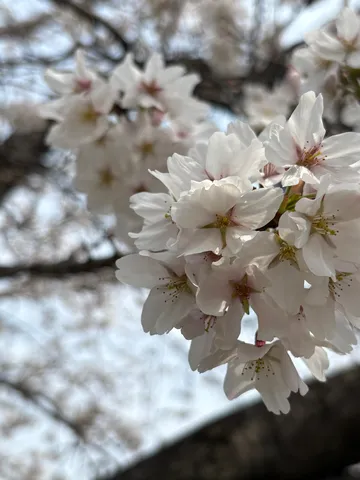春の訪れ、桜の蕾