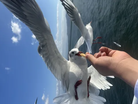 手渡しスナックに急接近するカモメ