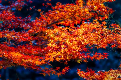 燃えるような秋の彩り