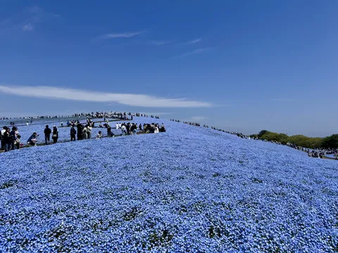 一面に広がる青い花の丘