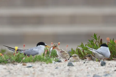砂浜に集う小さな家族