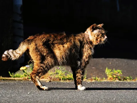 夕陽に染まる野良猫の輪郭