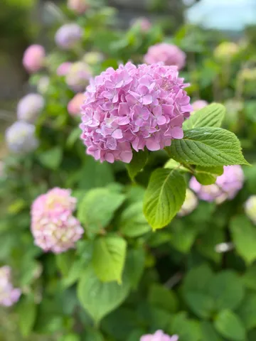 雨粒きらめく、紫陽花のしっとりとした美しさ