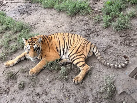 草陰で眠る虎の昼下がり