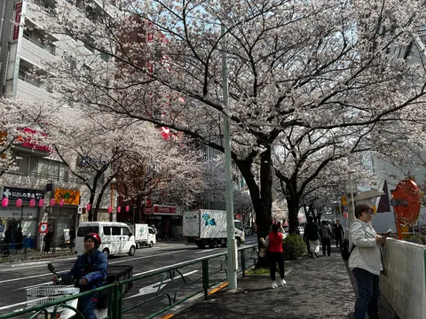 満開桜の下、街は動く