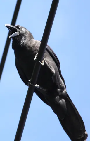 青空に響く黒い声