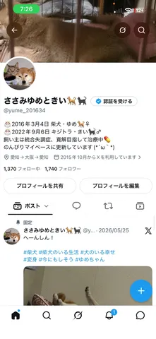 柴犬ゆめちゃんとキジトラちゃん