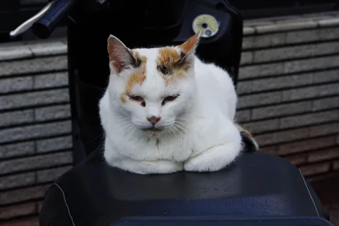 まったり休憩中の猫