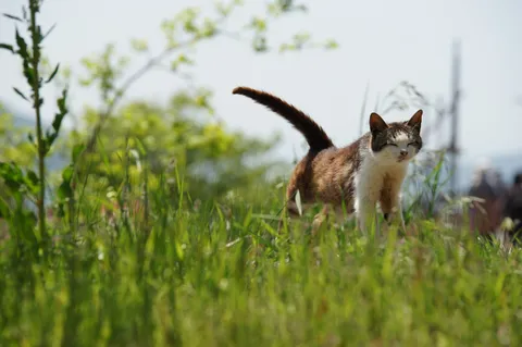 草むらに佇む猫の視線