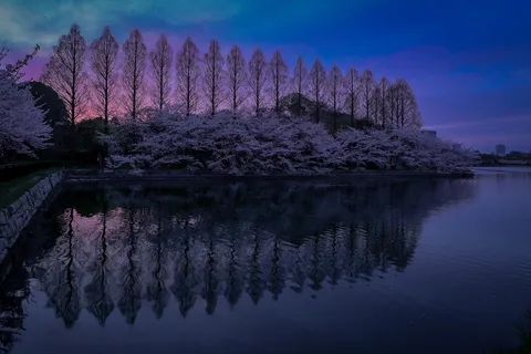 紫の空と桜の水鏡