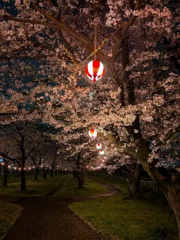 提灯が灯す桜の道
