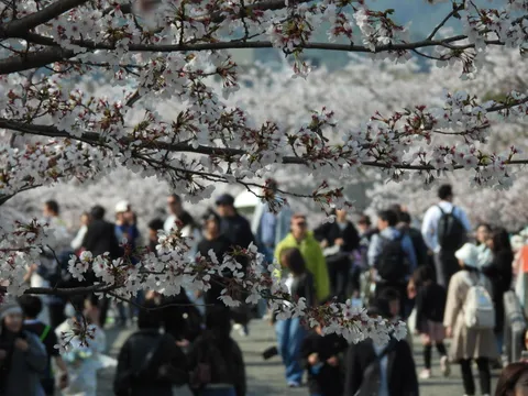 花便りに誘われて