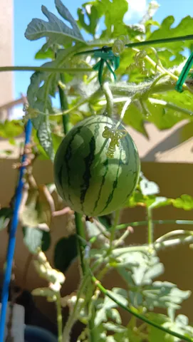 つるさがる夏の甘い実