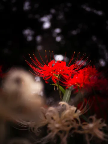 赤い花と闇の間の光