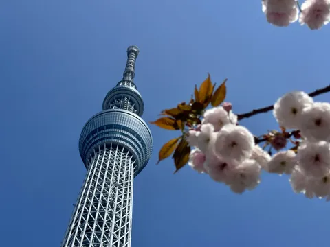 空と桜とタワーのコントラスト