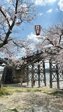 桜と橋と提灯、日本の春てんこ盛り！