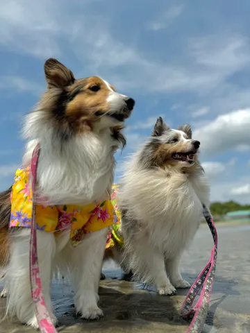 潮風と花柄のコーギーたち
