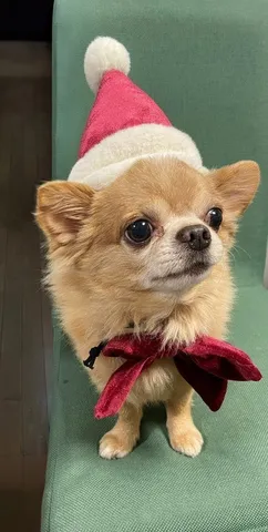 メリークリスマス！サンタ帽と蝶ネクタイのワンちゃん