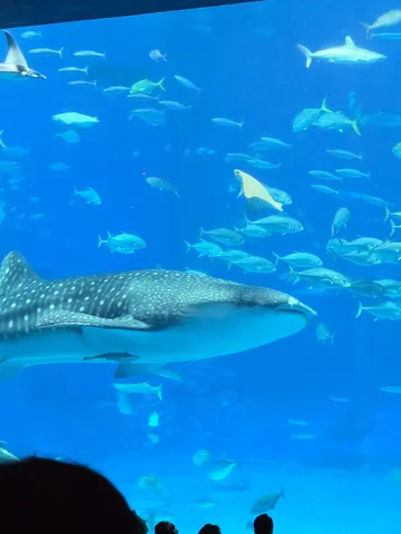 青い海を泳ぐ巨大な影