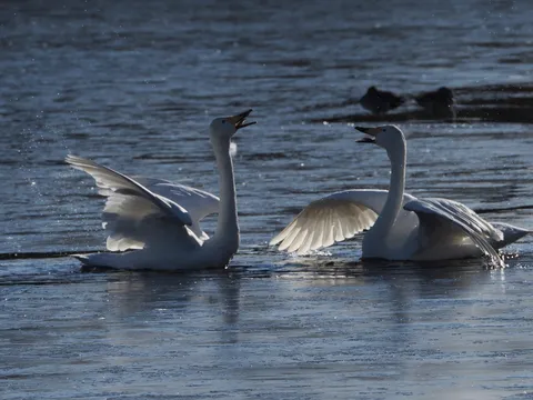 光を浴びる白鳥のささやき
