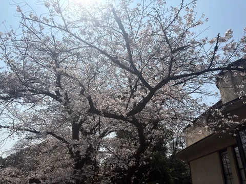 春の樹に広がる光と影