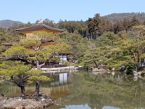 水面に映る黄金の輝き
