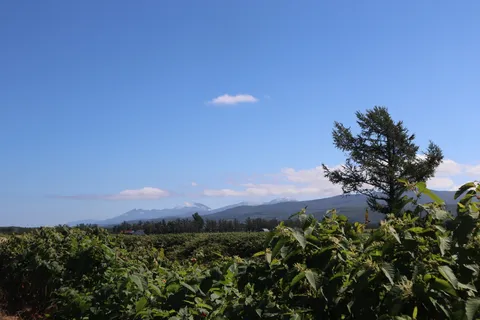 広がる緑と遠い山並み、空の青