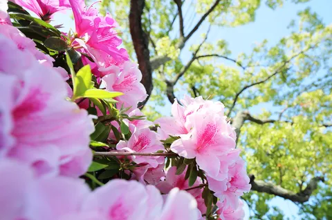 春風に揺れる花の瞬き
