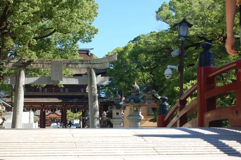 緑と光の参道風景