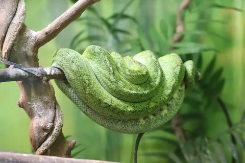 緑の宝石、静かに息づく