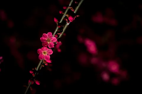 闇夜に咲く、情熱の紅梅